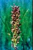 <em>Orchis coriophora</em>